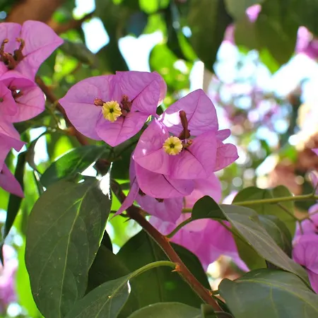 公寓 By The Sea Brna, Korcula - 15730 Smokvica (Korcula)