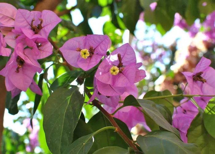 アパート By The Sea Brna, Korcula - 15730 Smokvica